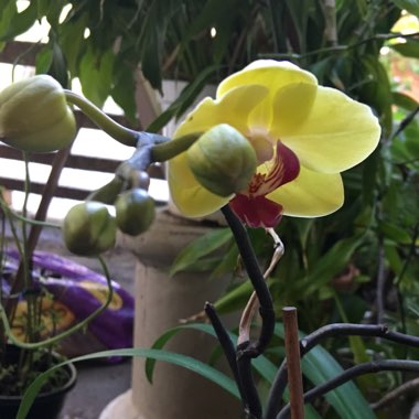 Vero's garden