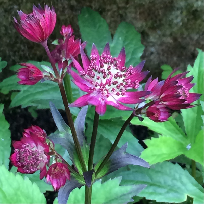 plant image 119681