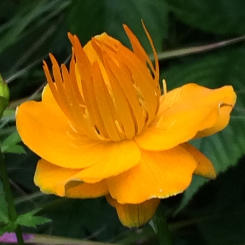 Plant image Trollius chinensis 'Golden Queen'