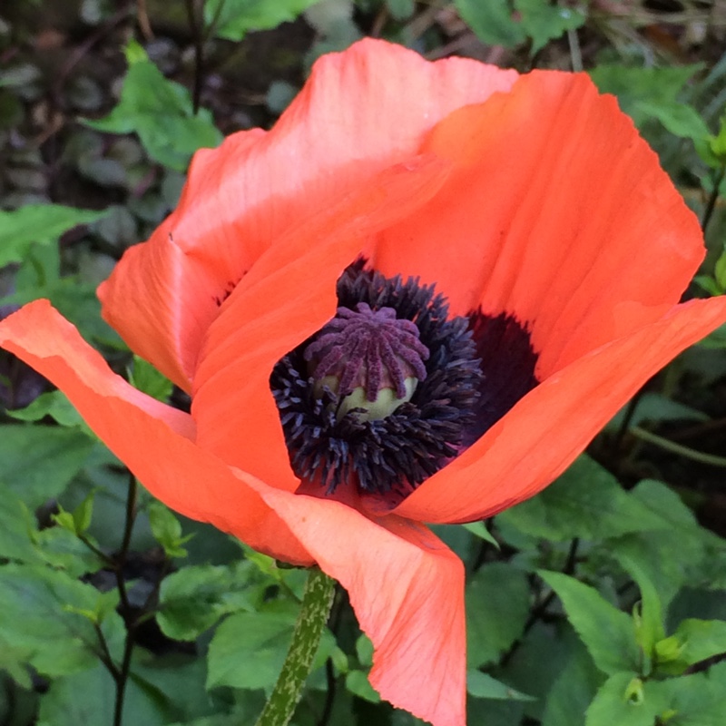 Plant image Papaver orientale 'Pizzicato' (Mix)