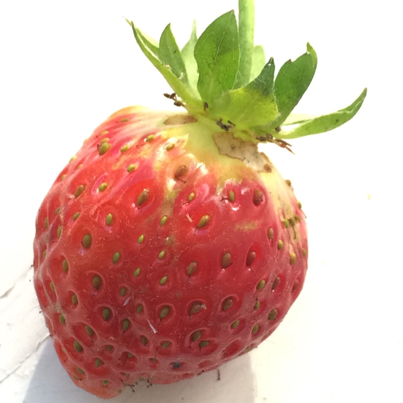 Plant image Fragaria x ananassa 'Symphony'
