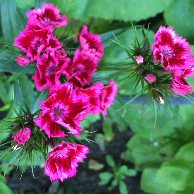 Sweet William