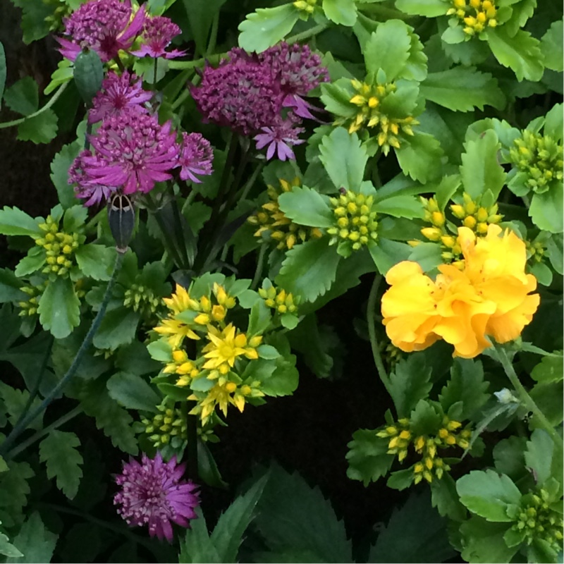 Emma's garden