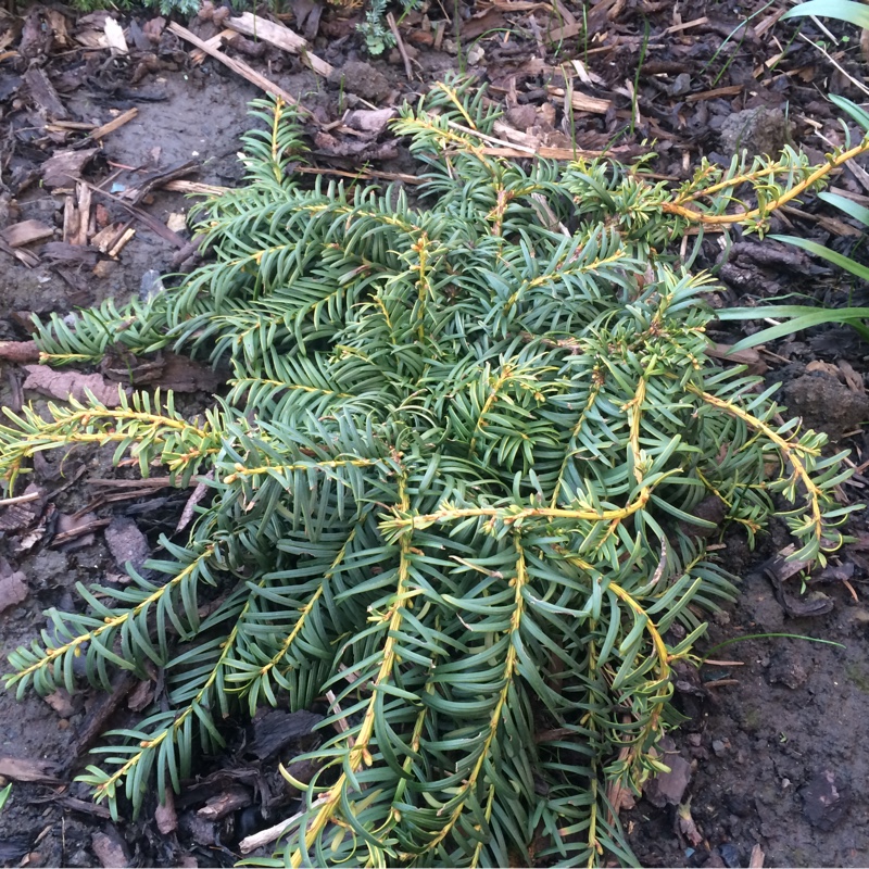 Plant image Taxus baccata 'Repandens'