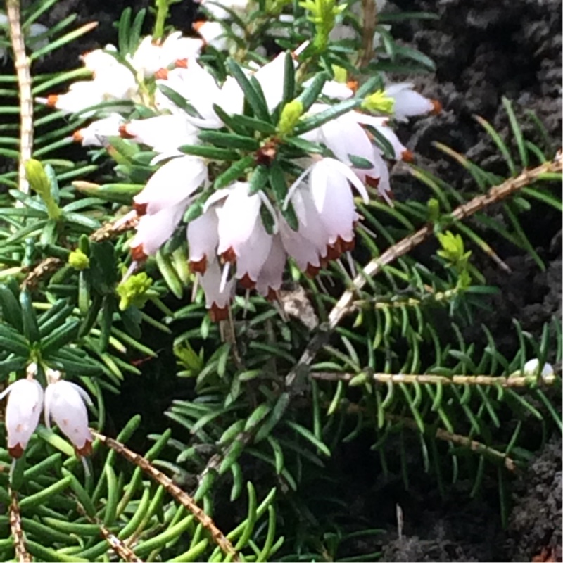 plant image 44328