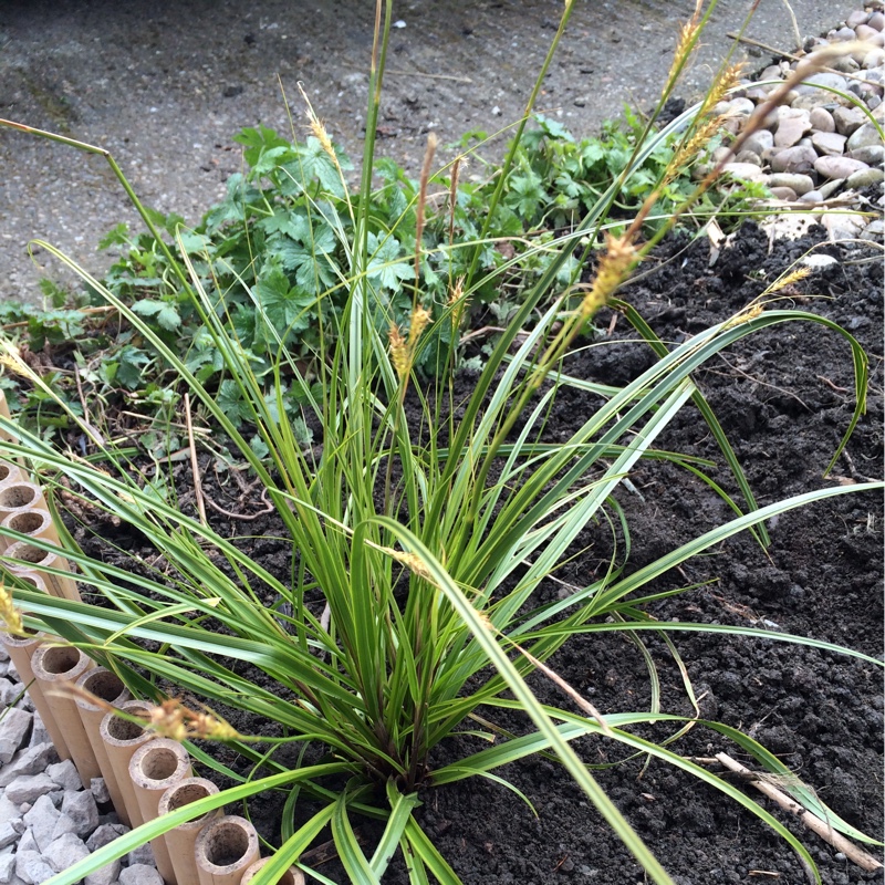 Plant image Carex oshimensis 'Everest'