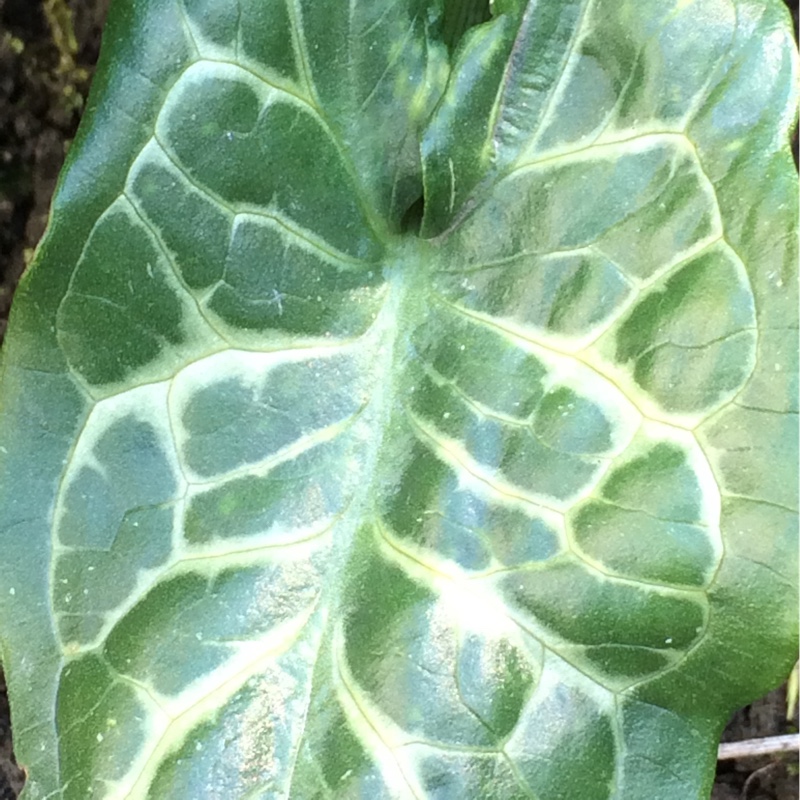 Plant image Arum italicum