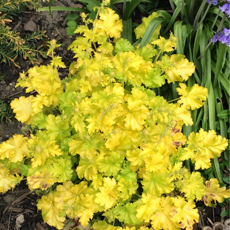 Plant image Heuchera 'Lime Rickey'