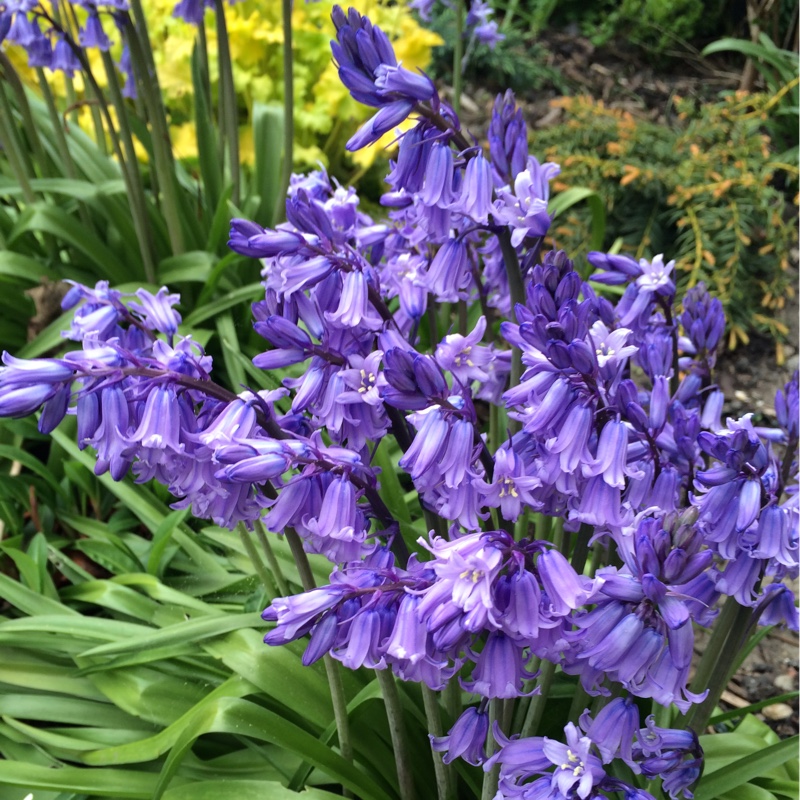 Plant image Hyacinthoides x massartiana
