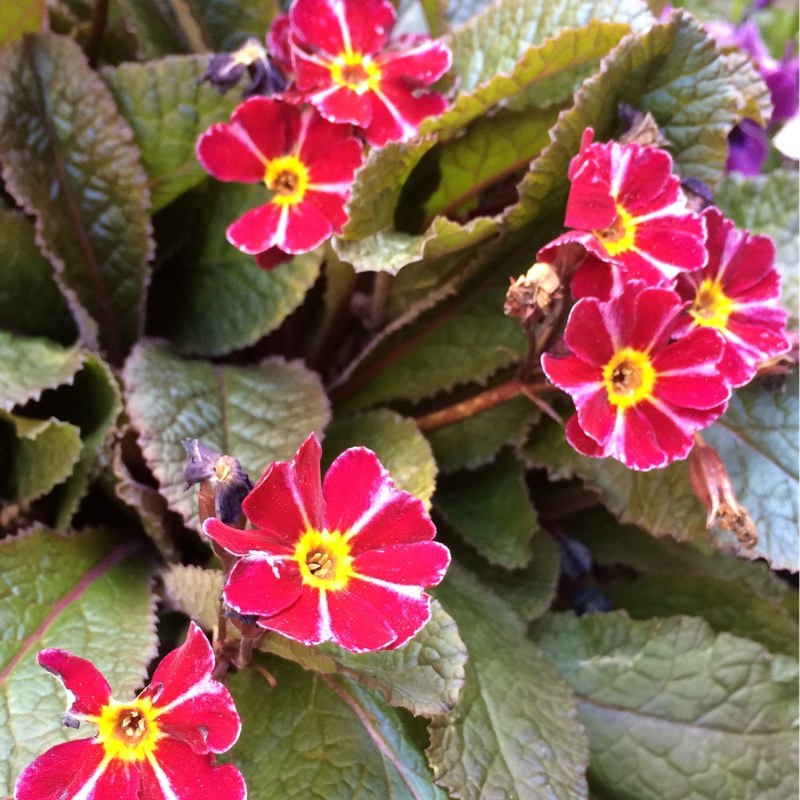plant image 72524