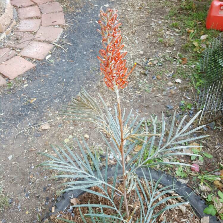 plant image 204597
