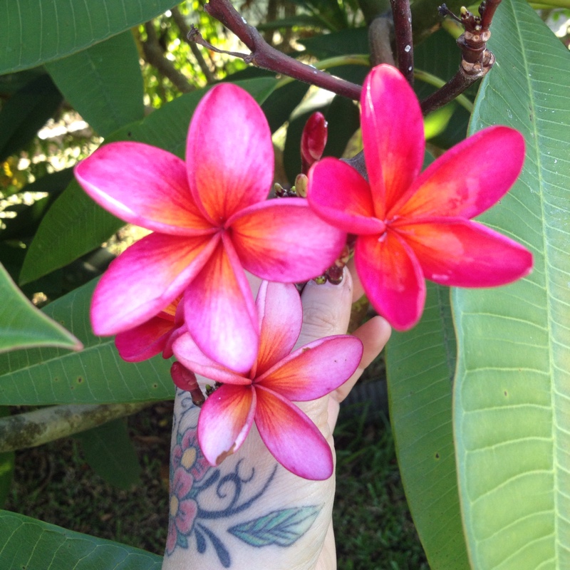 Plumeria