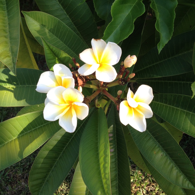 plant image 54456 plant image 54456