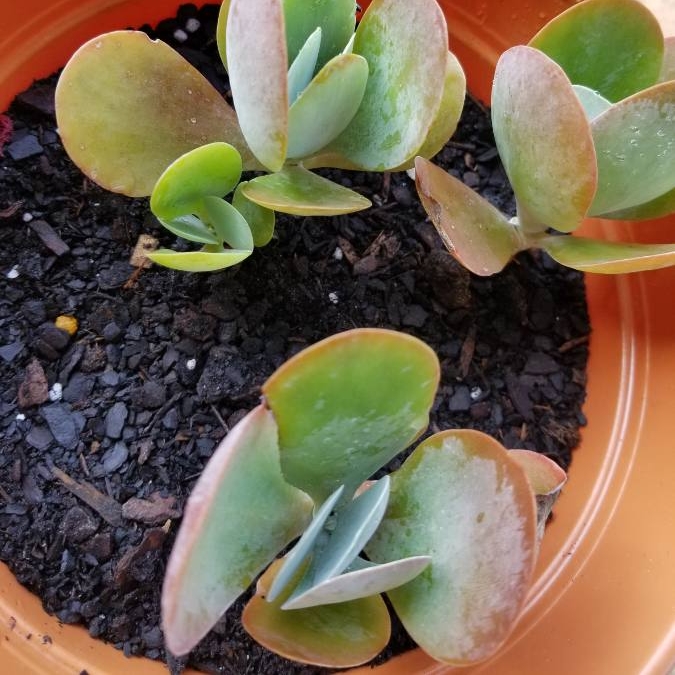 plant image 1254860