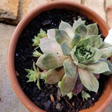 Hen and Chicks