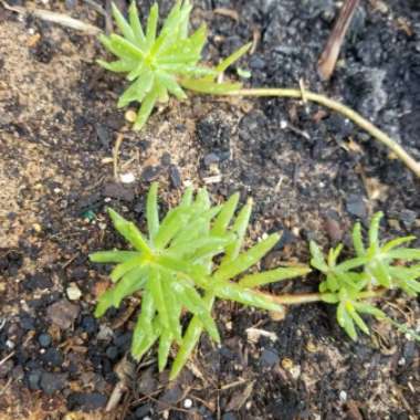 Hen and Chicks