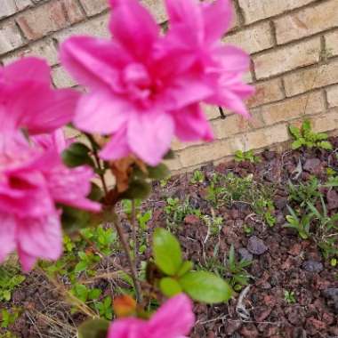 Clematis 'Dr Ruppel'