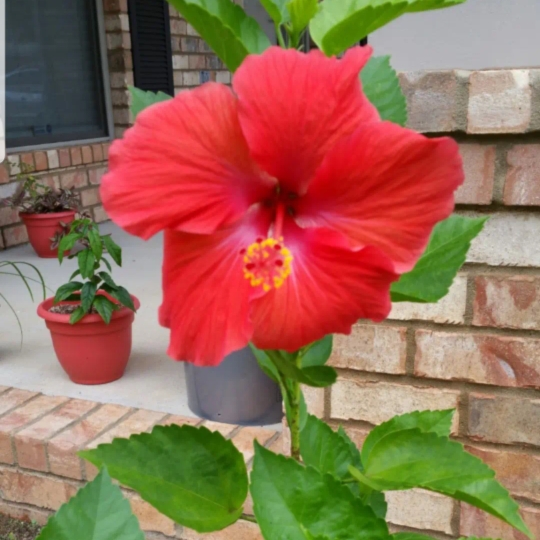plant image 1254868