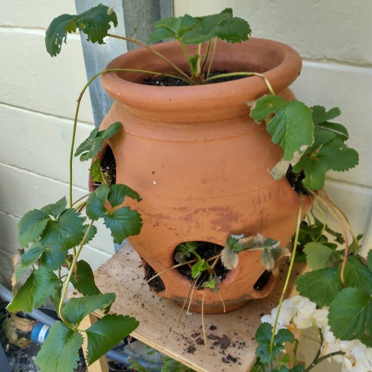 plant image 1458909