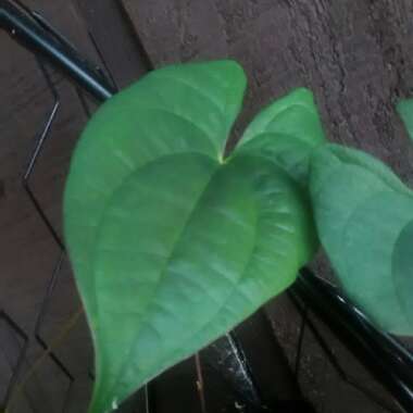 Dioscorea bulbifera