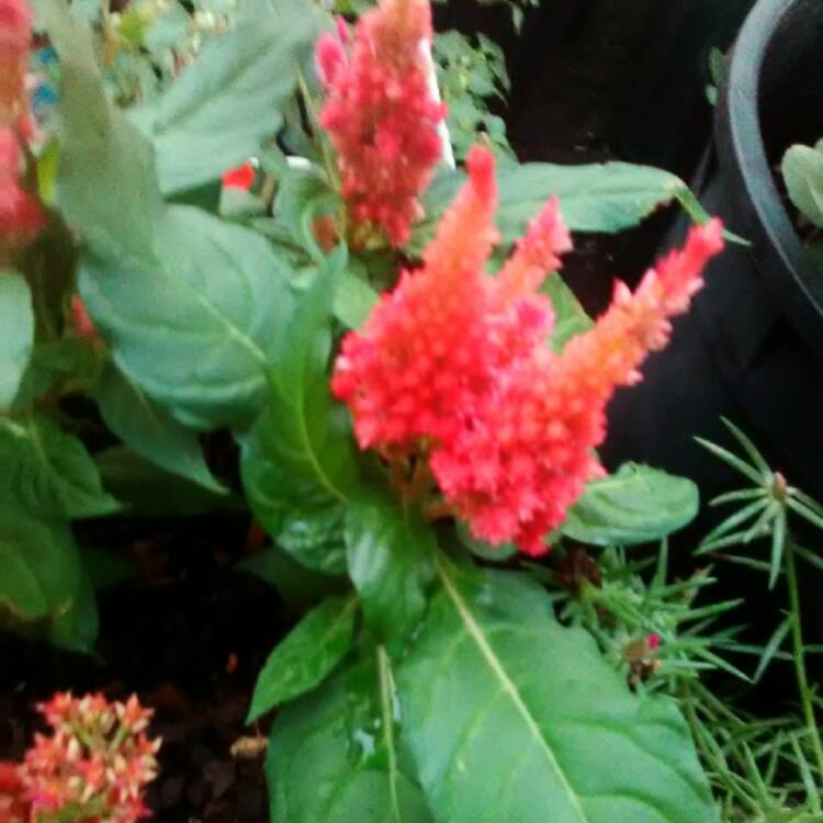 Plant image Celosia argentea plumosa 'Fairy Fountains'
