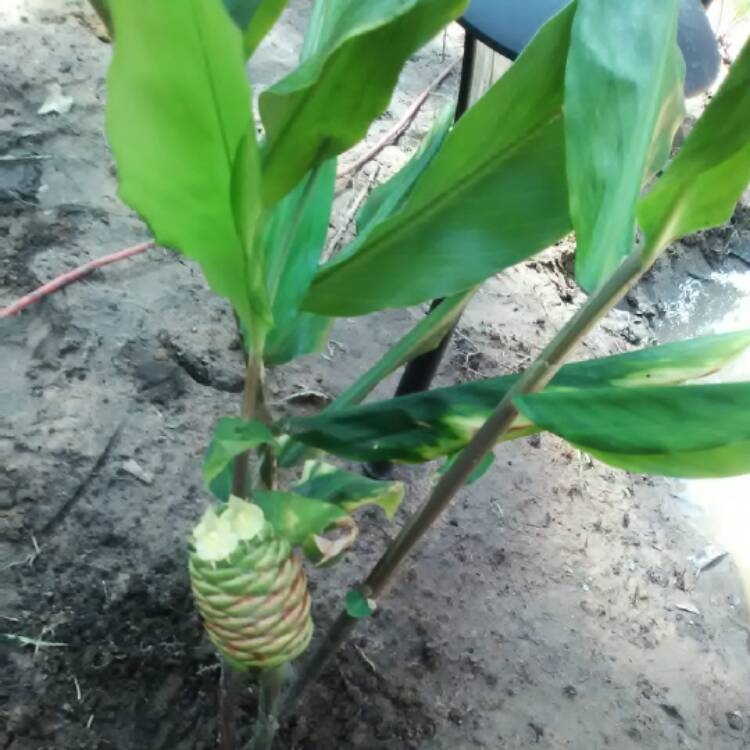 Plant image Hedychium Wardii