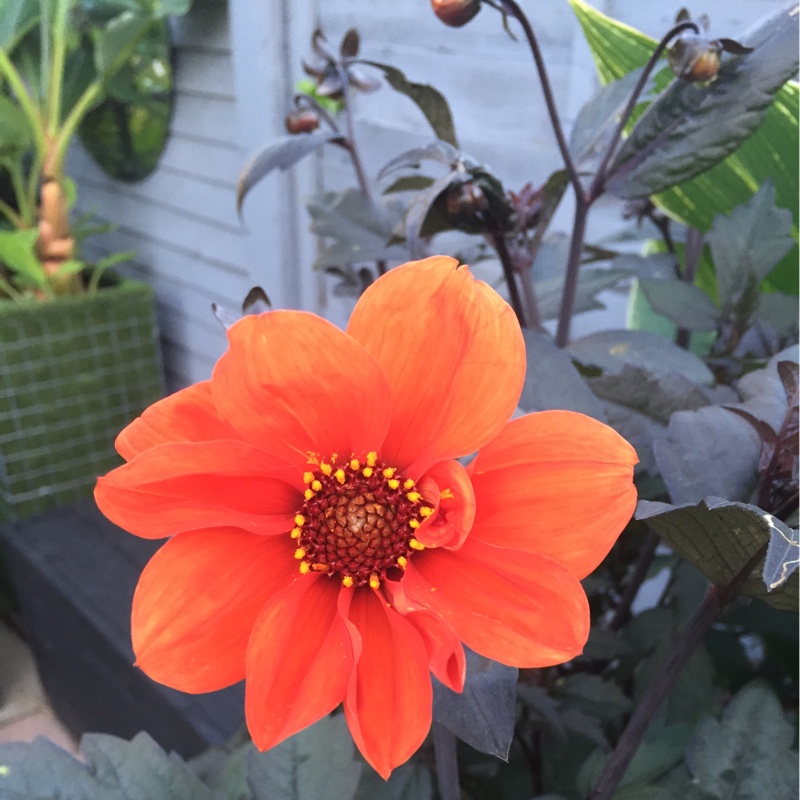 Plant image Dahlia 'Bishop of Oxford'