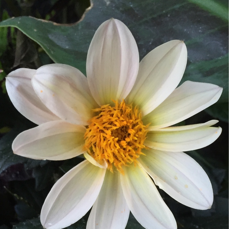 Plant image Dahlia 'Hdw79' (Happy Days Series) syn. Dahlia 'Happy Days Cream'