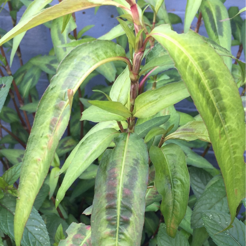 Plant image Persicaria odorata