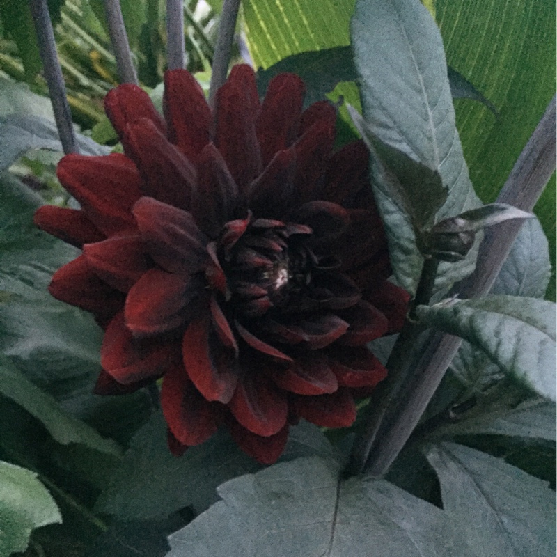 Plant image Dahlia 'Karma Choc'