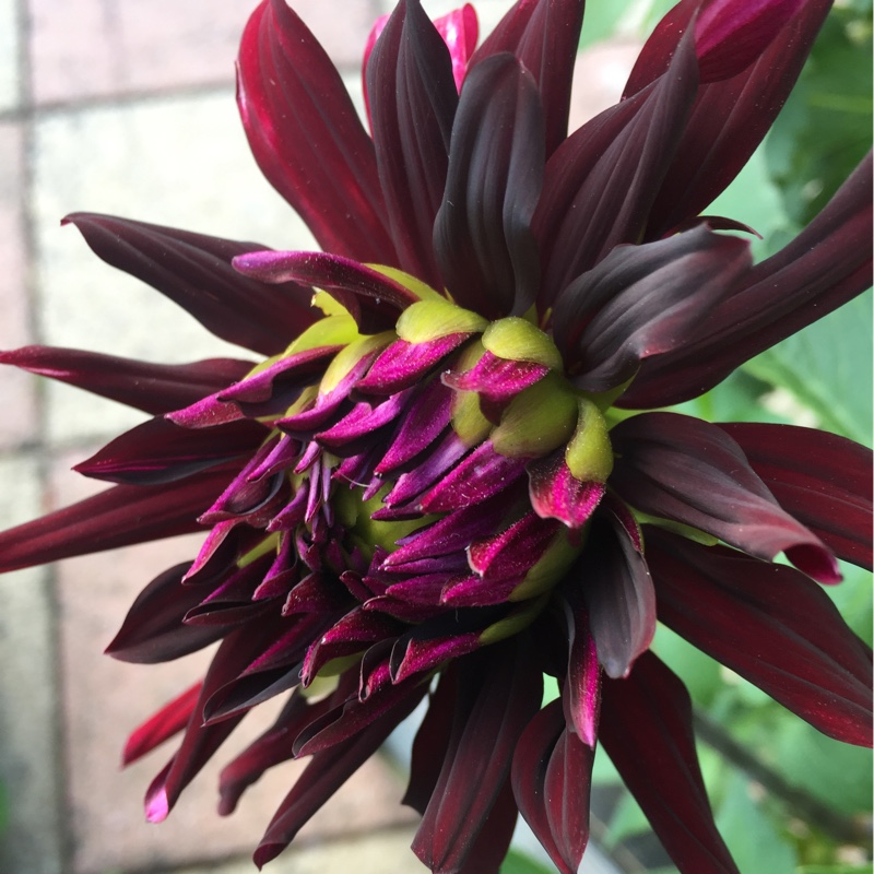 Dahlia 'Chat Noir'