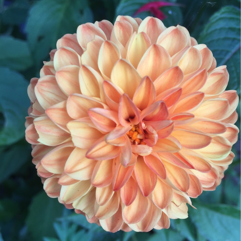 Plant image Dahlia 'Bantling'