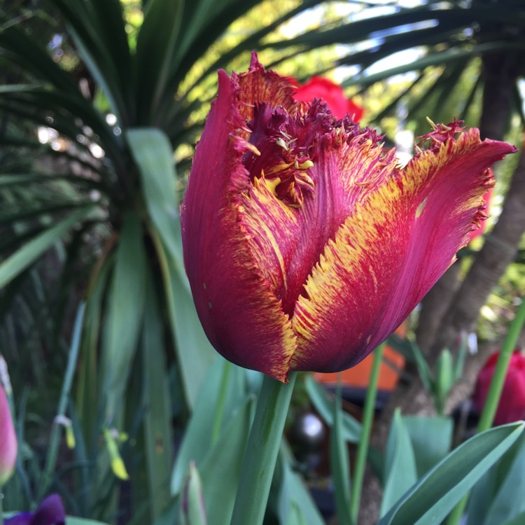 Plant image Tulipa 'Abu Hassan'