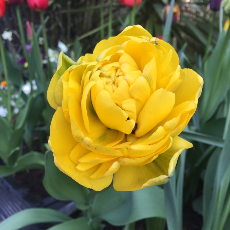 Plant image Tulipa 'Sun Lover'