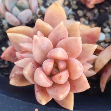 Sedum 'Pat's Pink'