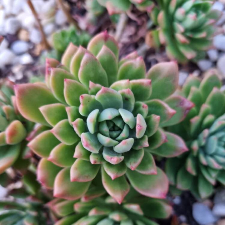 Plant image xSedeveria Maialen