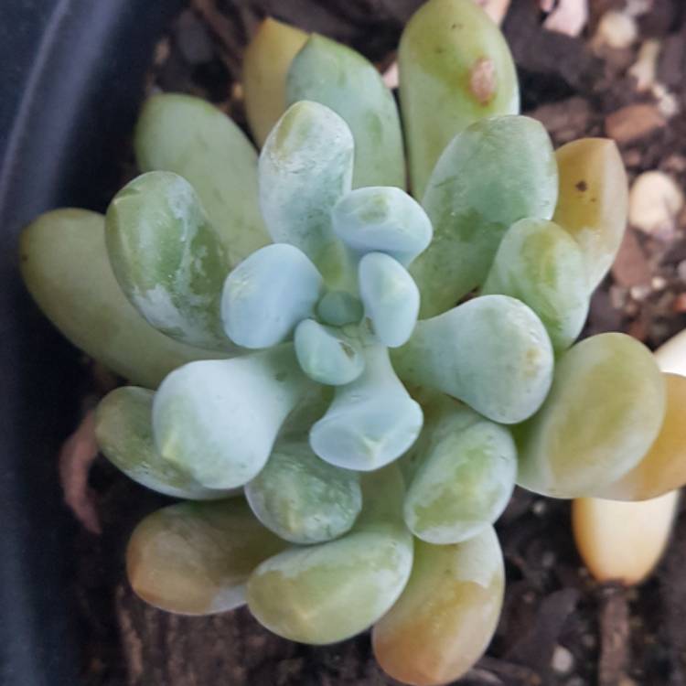 Plant image x Pachyveria Claire