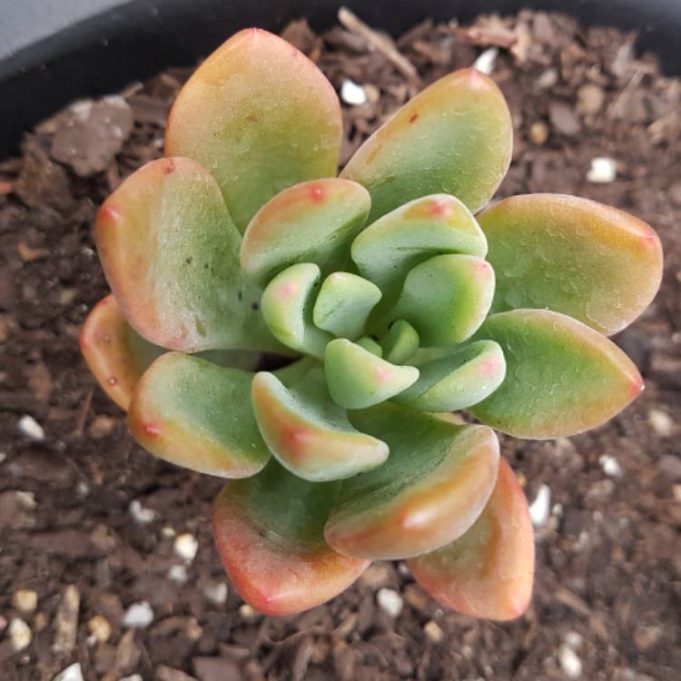 Plant image x Pachyveria Dr Cornelius