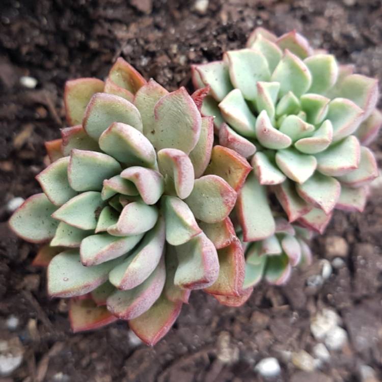 Plant image xSedeveria Darley Dale