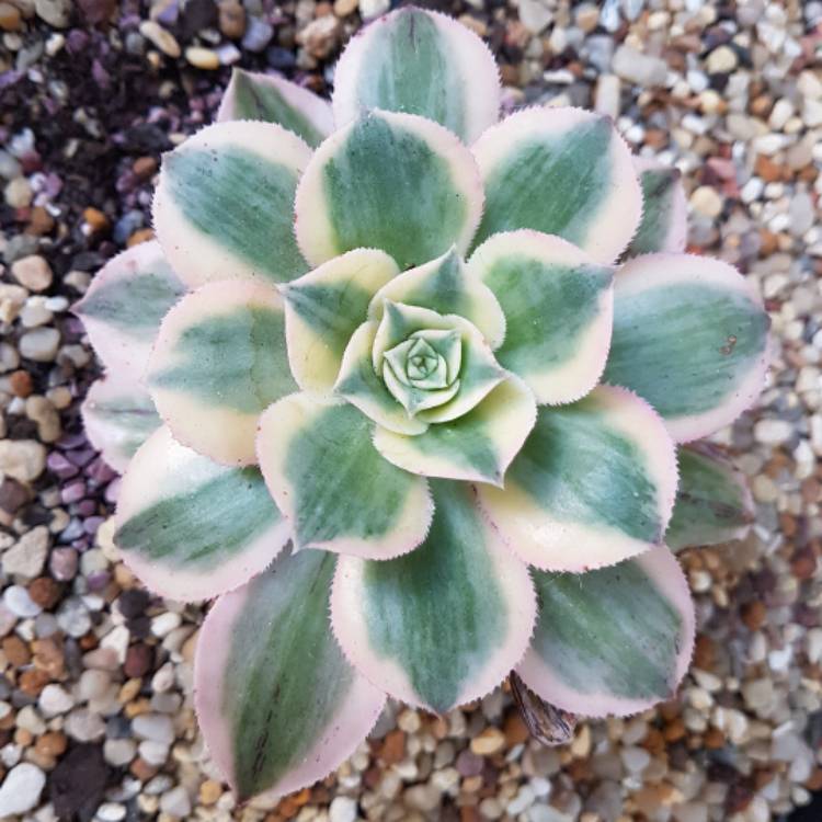 plant image 609185
