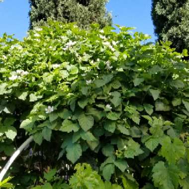 Boysenberry