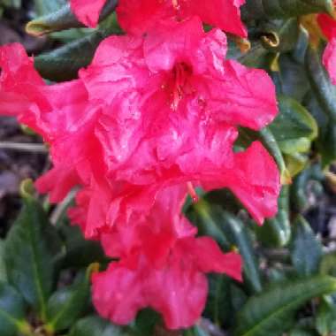 Azalea