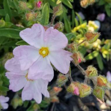 Vickie's garden