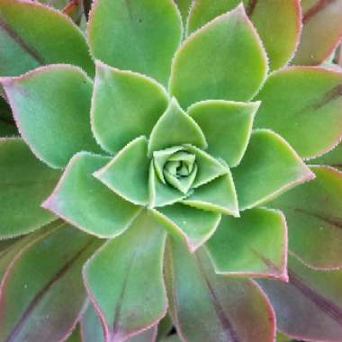Vickie's garden