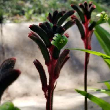 Kangaroo Paw