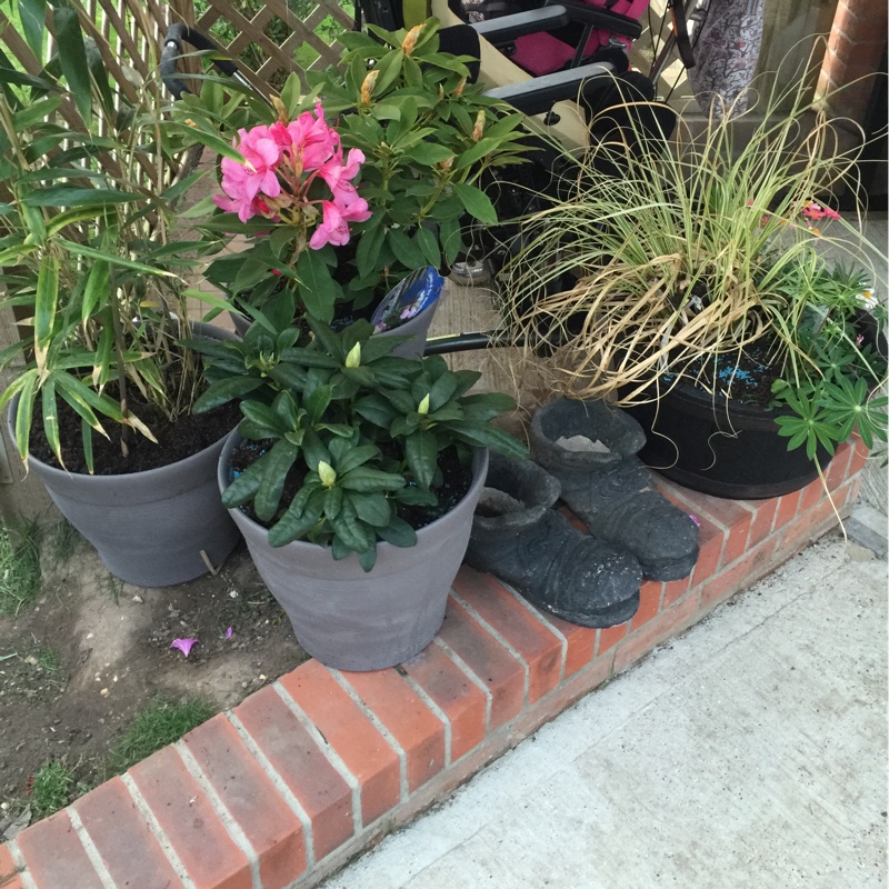 plant image 100353