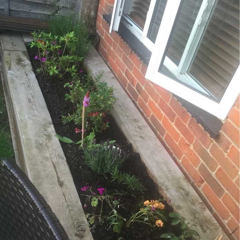 Victoria's garden
