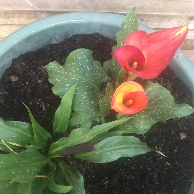 Calla Lily