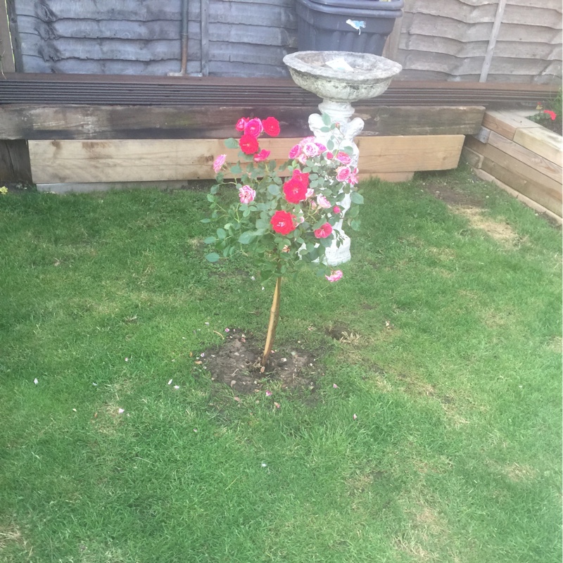 plant image 110061