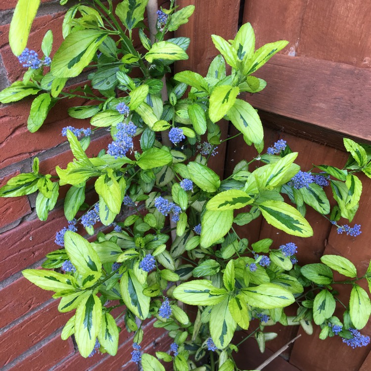 plant image 1049565